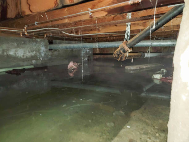 Best Water damage repair service  in , WA