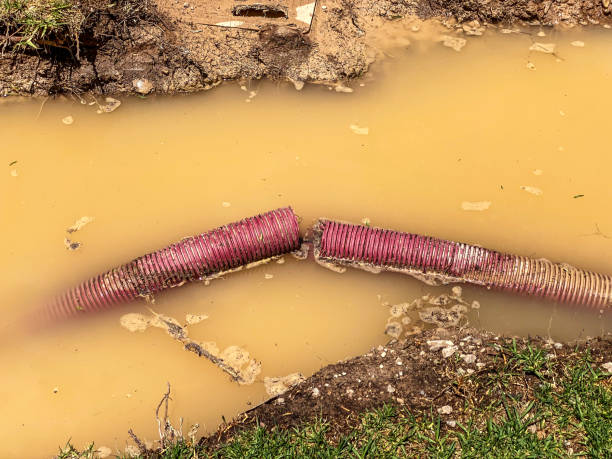 Best Flood restoration services  in , WA